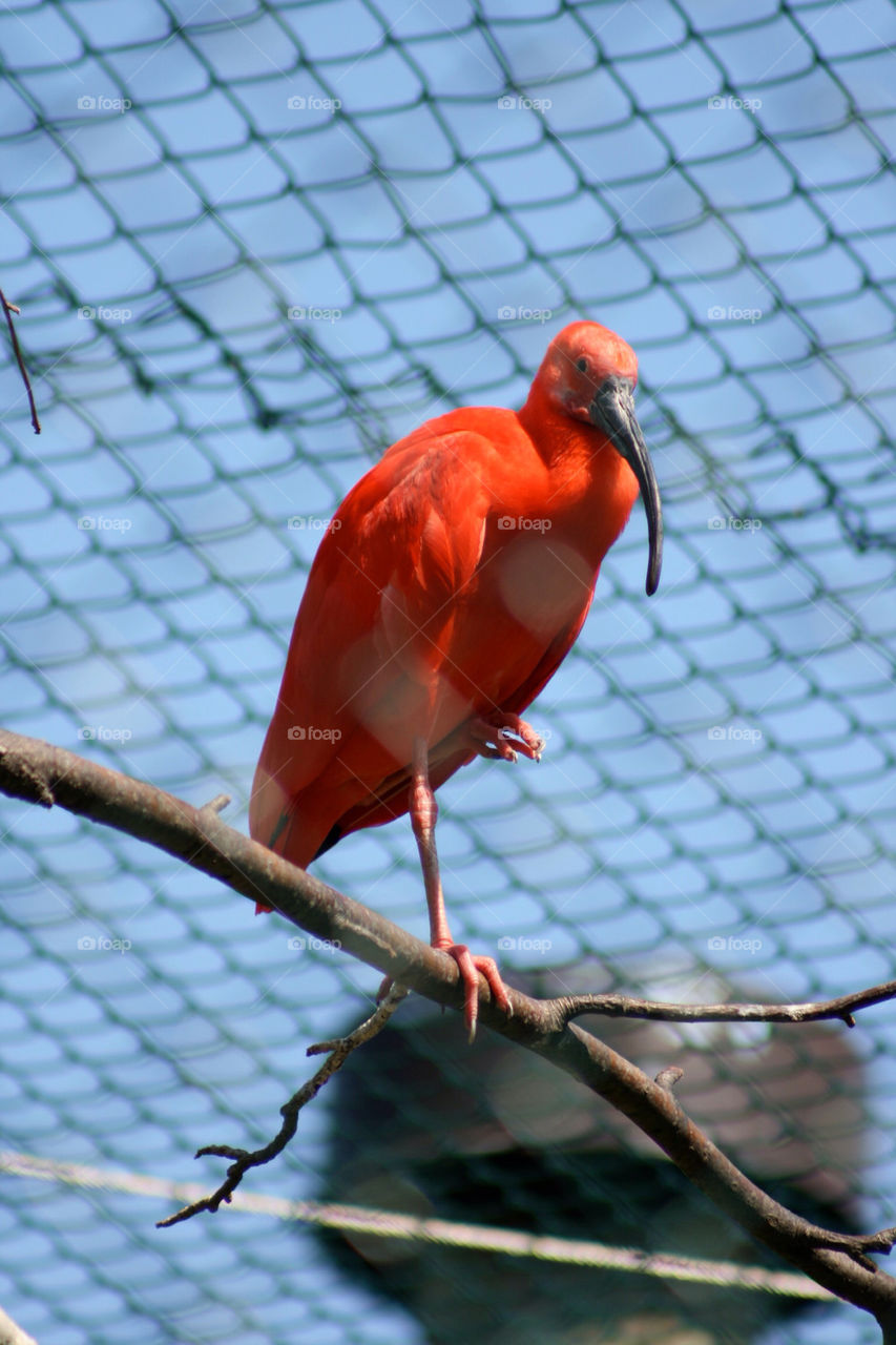 orange bird zoo by jvukelja