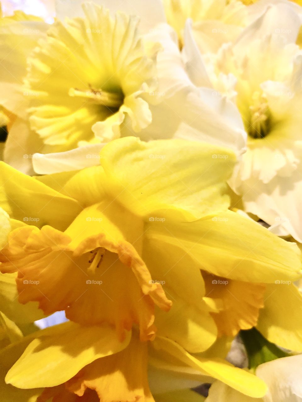 Beautiful daffodils in a vase. 😊