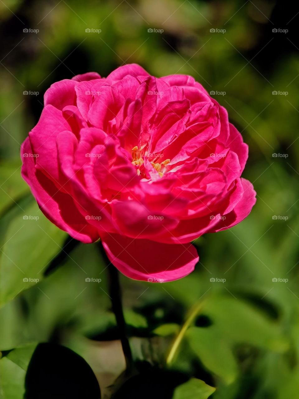 Close view of a rose.