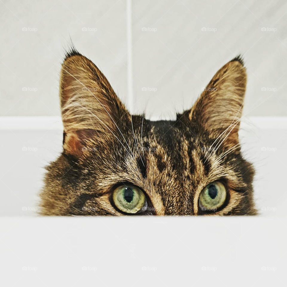 Cat looking over the edge of a bath