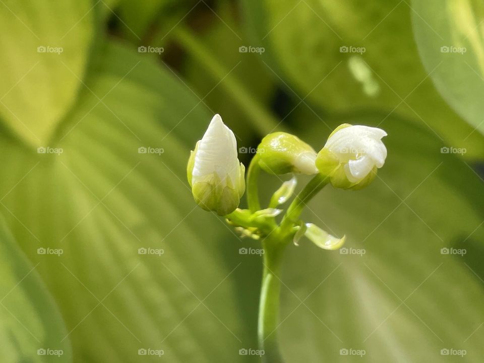 Elvis stretching towards the sun this morning after yesterday’s rain … forecast is glorious for the next few days surely not long now until we see him flower 💚