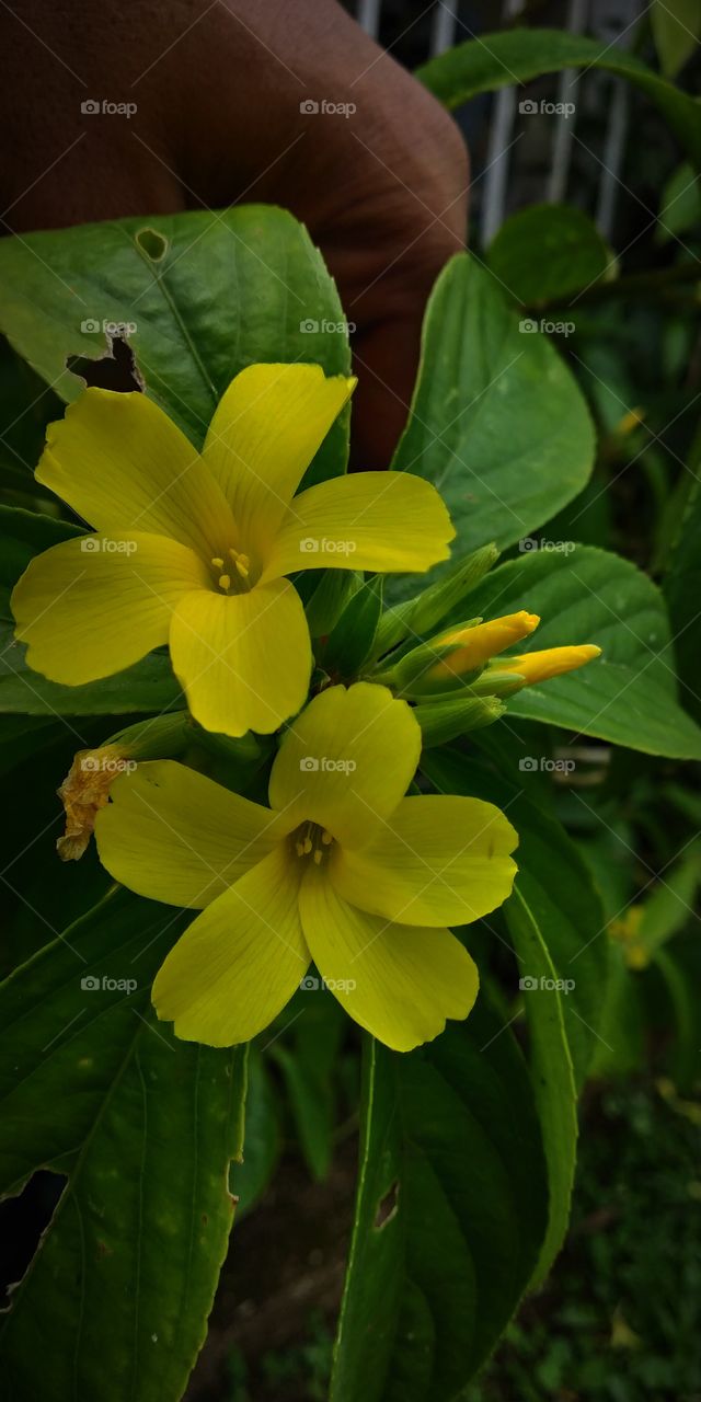 yellow flowers with green background