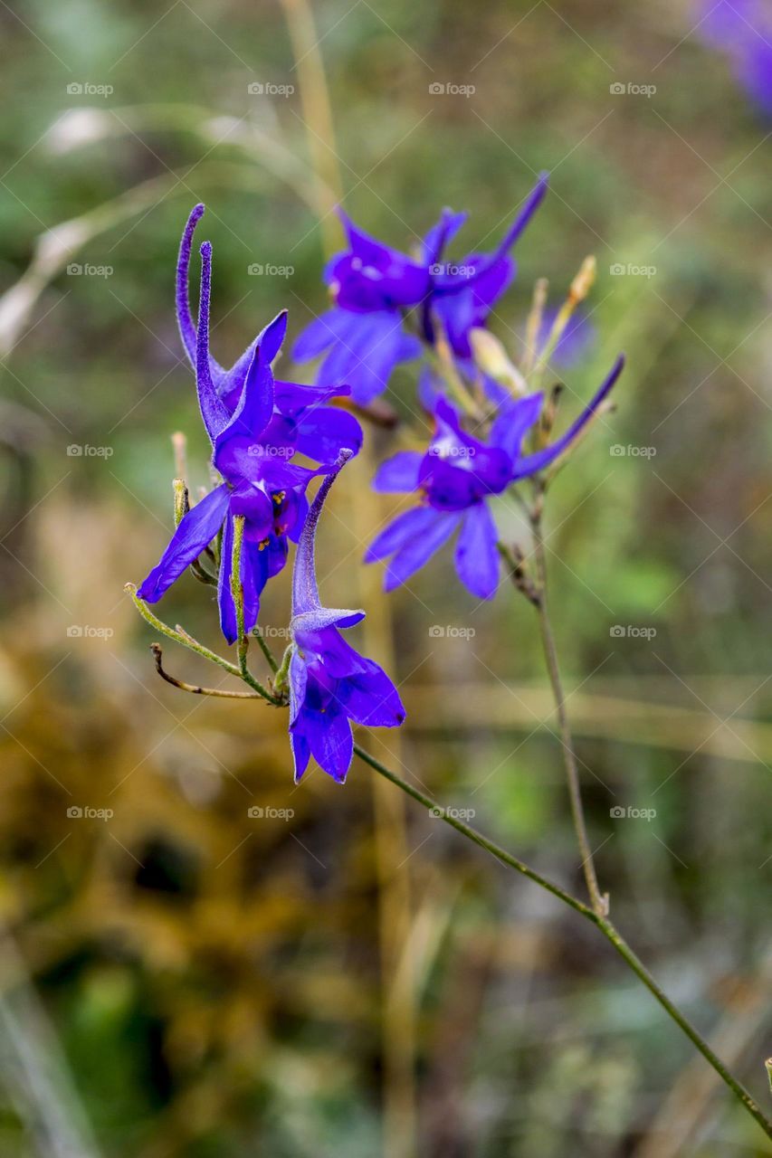 Delphinium nanum is a species of perennial herbaceous plant from the genus Delphinium of the Ranunculaceae family.