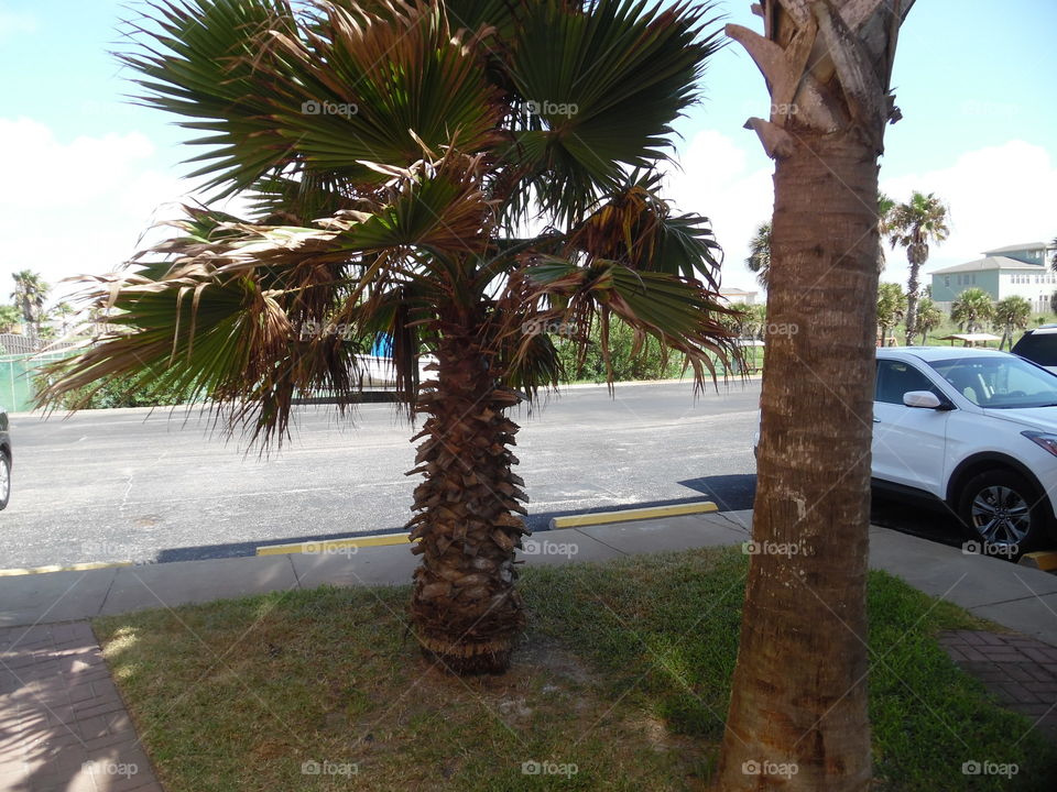 palm 🌴 tree. This is a picture of a Texas palm 🌴 tree that I saw while on vacation in the Gulf of Mexico