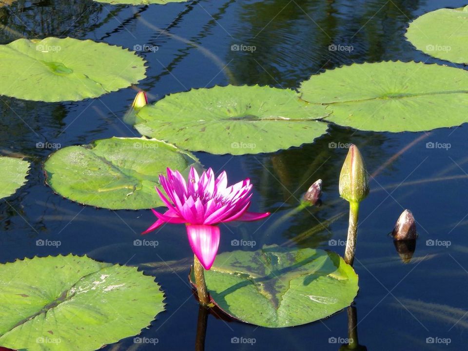 Lily pads