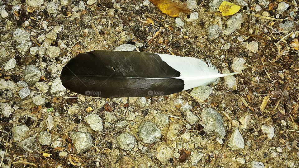 Feather on the Ground