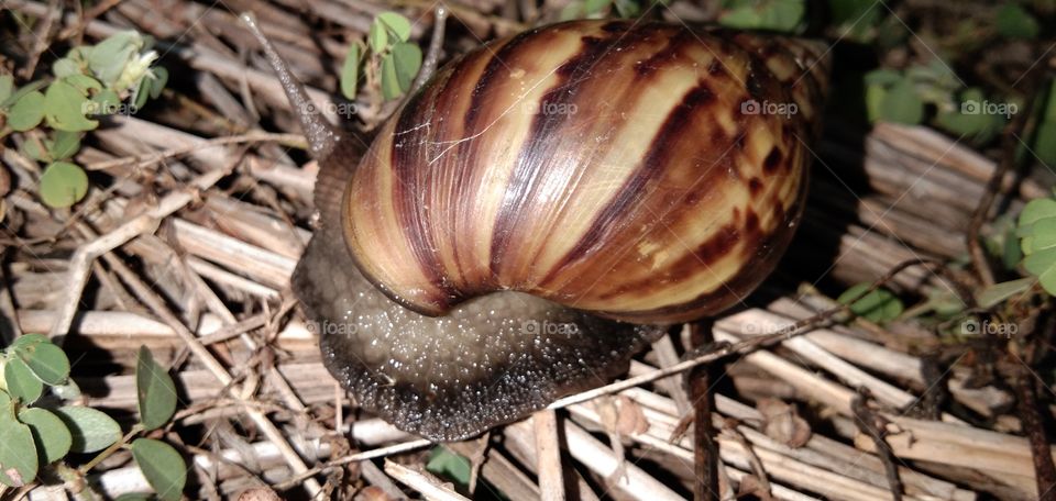 Land Snail / Snail (Achatina fulica) - Snails belong to the Achatinidae tribe with the order Sytromatophora. Currently the snail has spread throughout the world and is usually found in humid places.