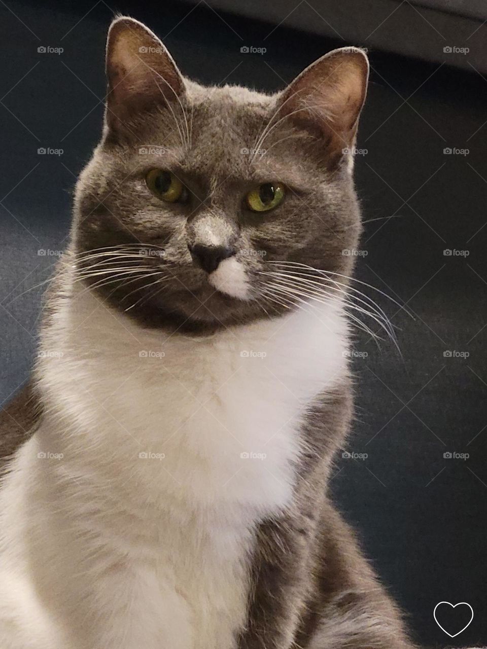 Mollie seriously grumpy