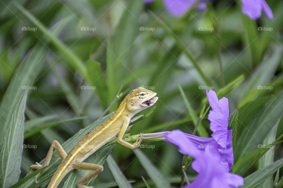 Small Long tailed lizard eat insects on Purple flower or Ruellia squarrosa (Fenzi) Cufod  in garden.