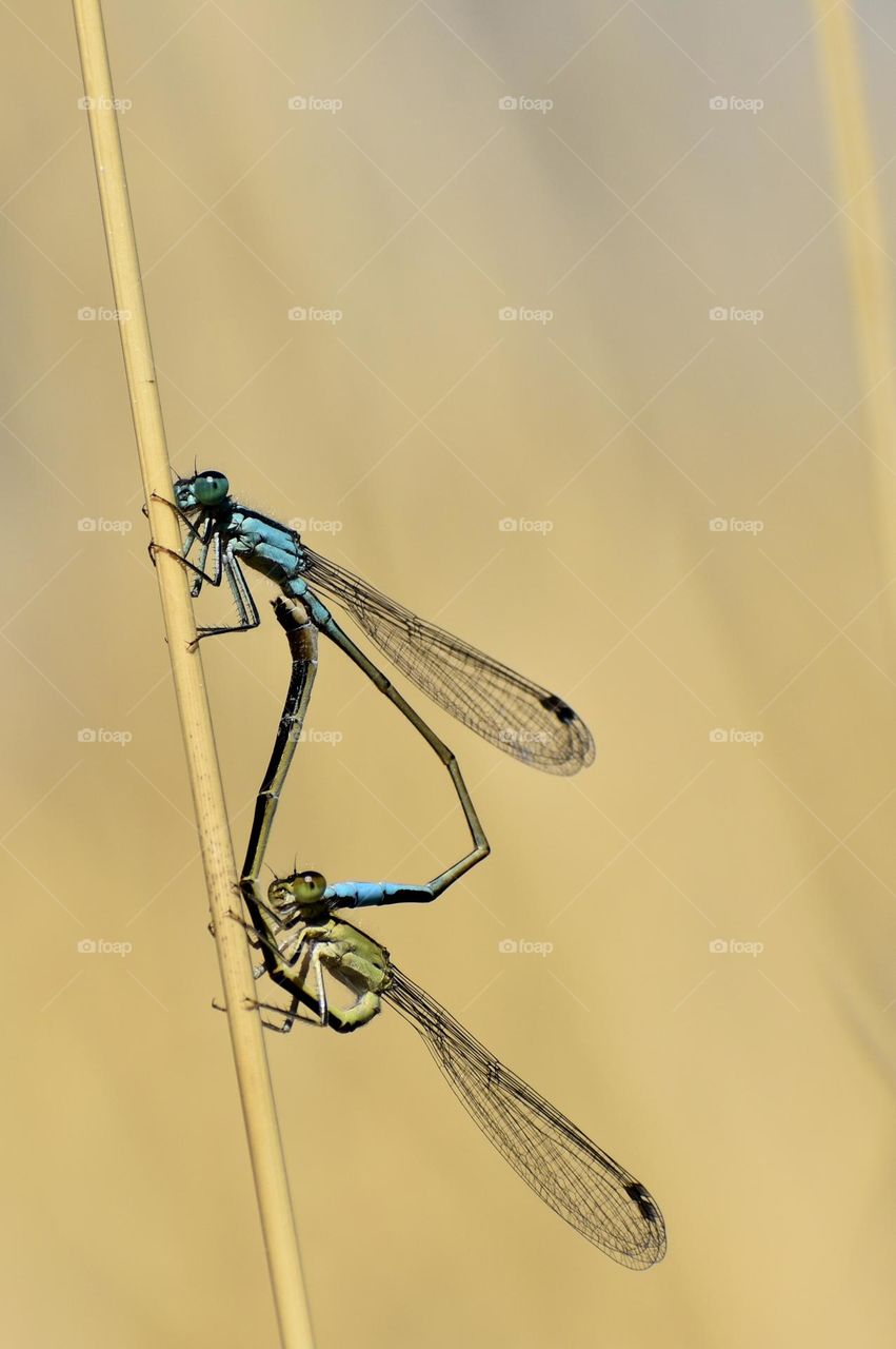 Mating of dragonflys 