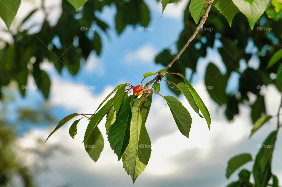 cherry on tree