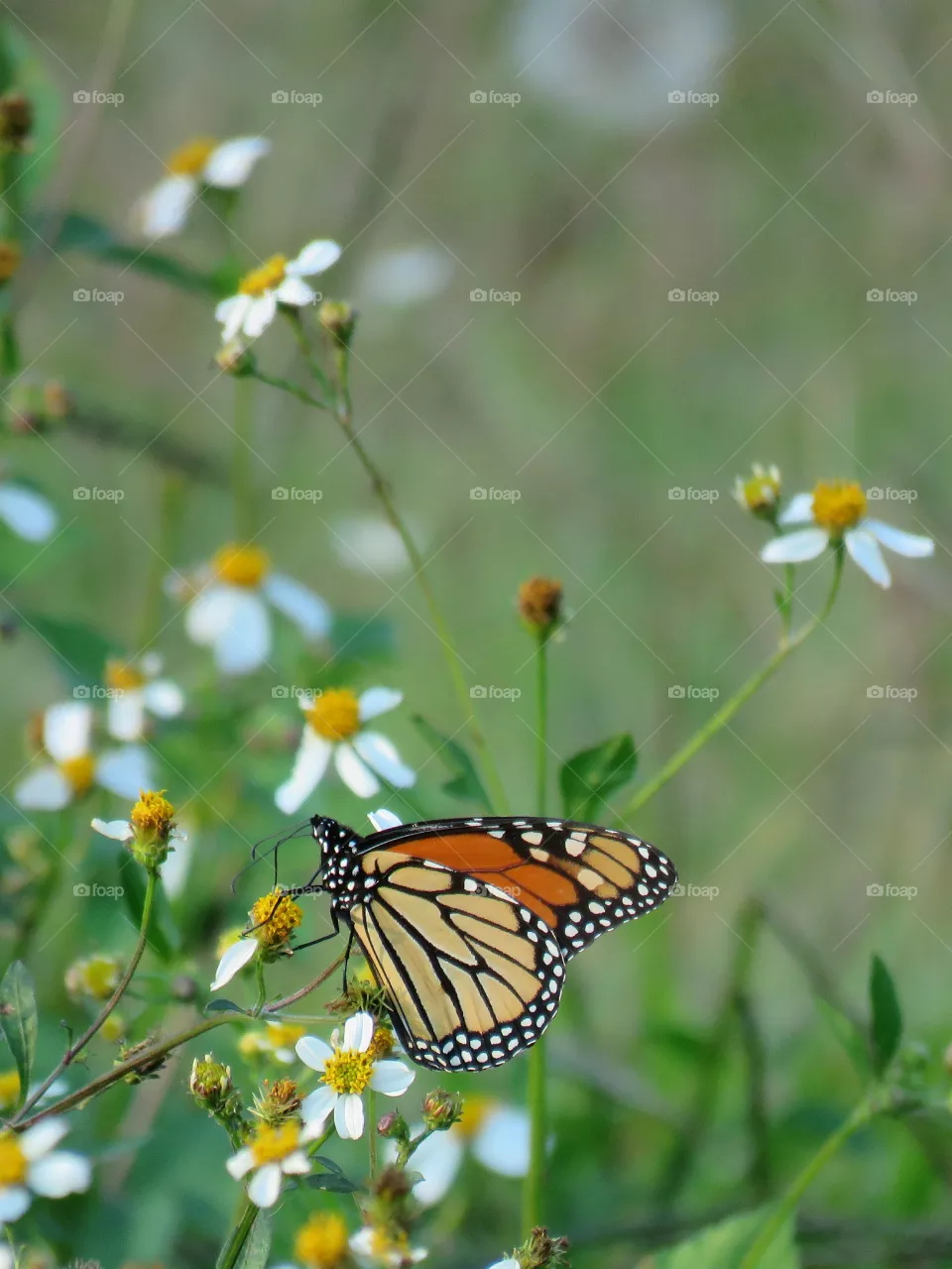 Monarch
