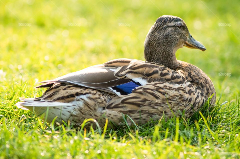 The duck is resting on the grass