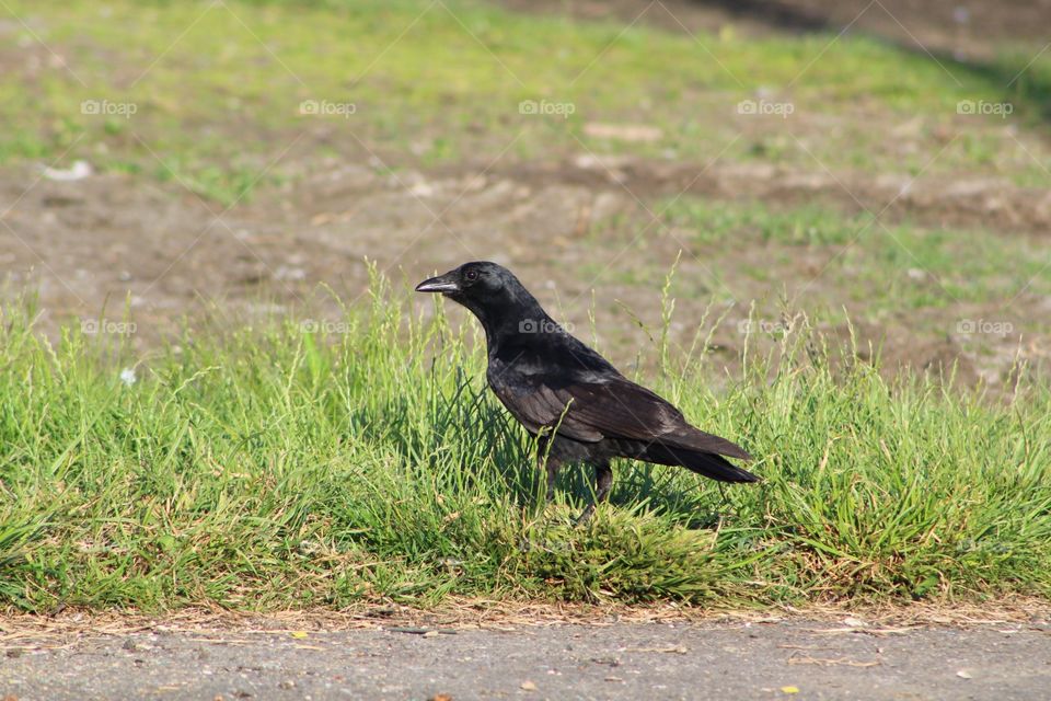 Wildlife, Bird, Nature, Grass, No Person