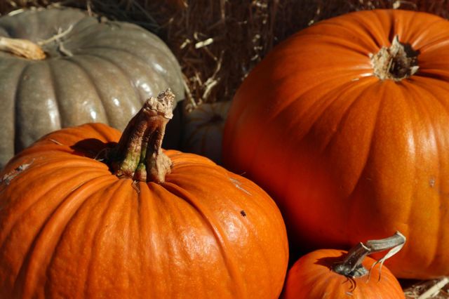 Bunch of beautiful pumpkins in the pumpkin patch on the pumpkin farm waiting to be chosen by families to continue their tradition of pumpkin carving.