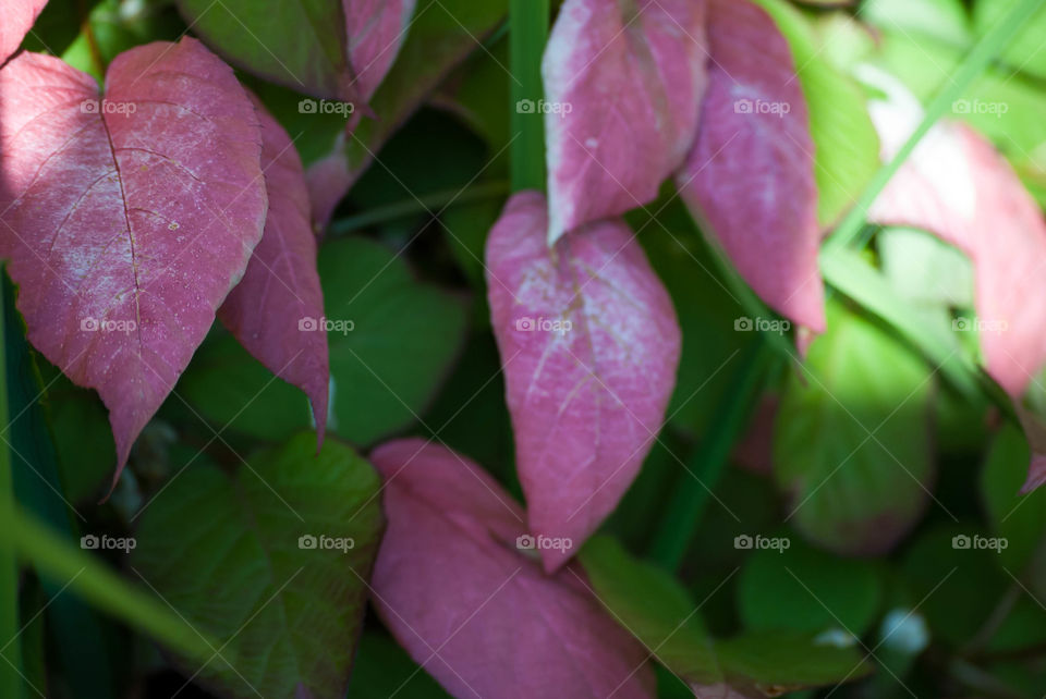 Pink leaves 