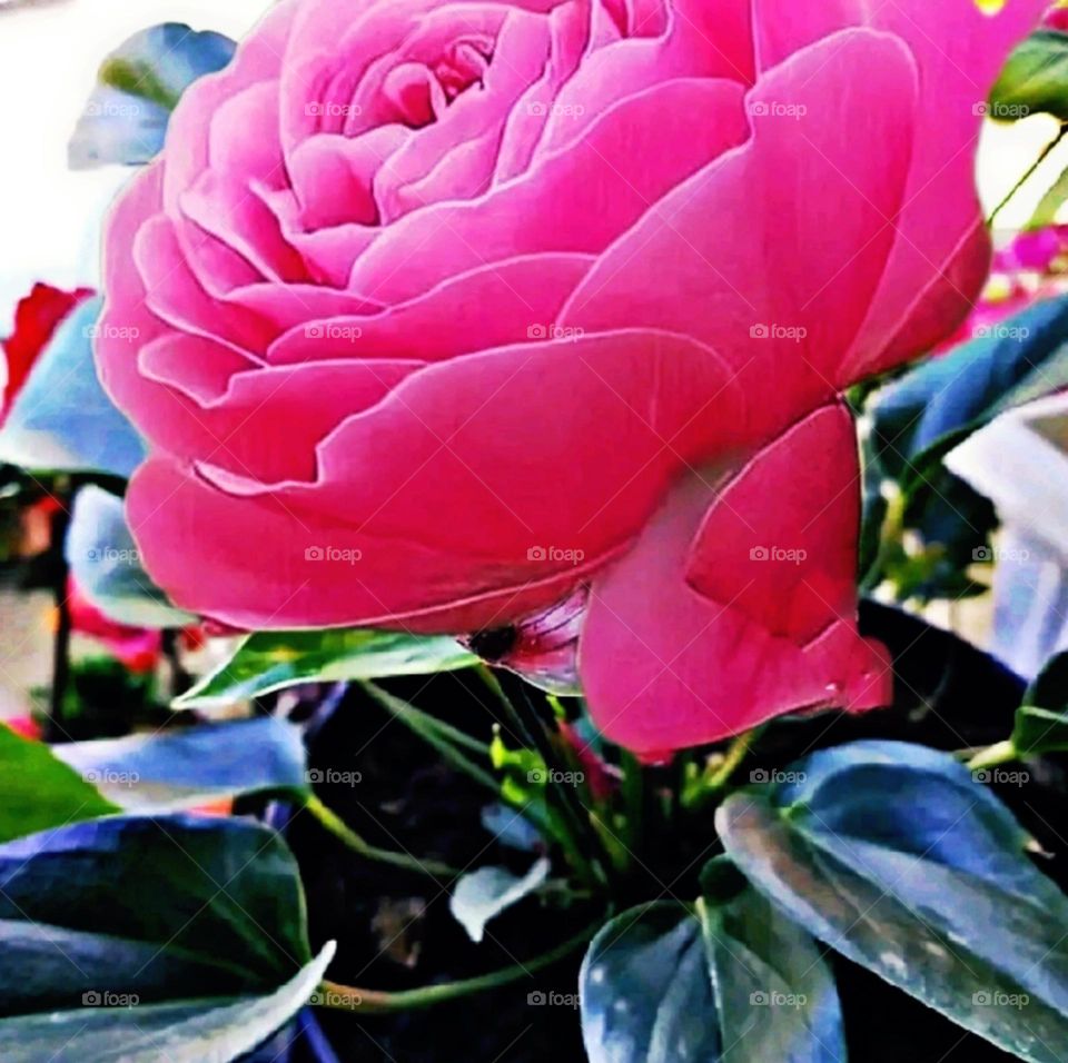 most beautiful and attractive flowers in the garden.