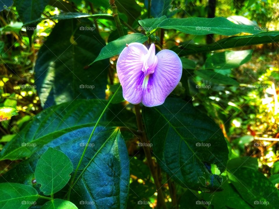 Flower Telon colored purple the beautiful one on a sunny day