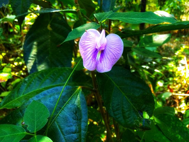 Flower Telon colored purple the beautiful one on a sunny day