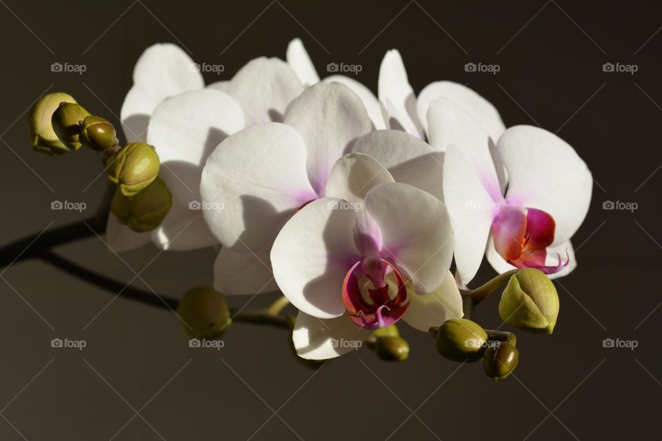 beautiful orchids flowers in sunlight close up