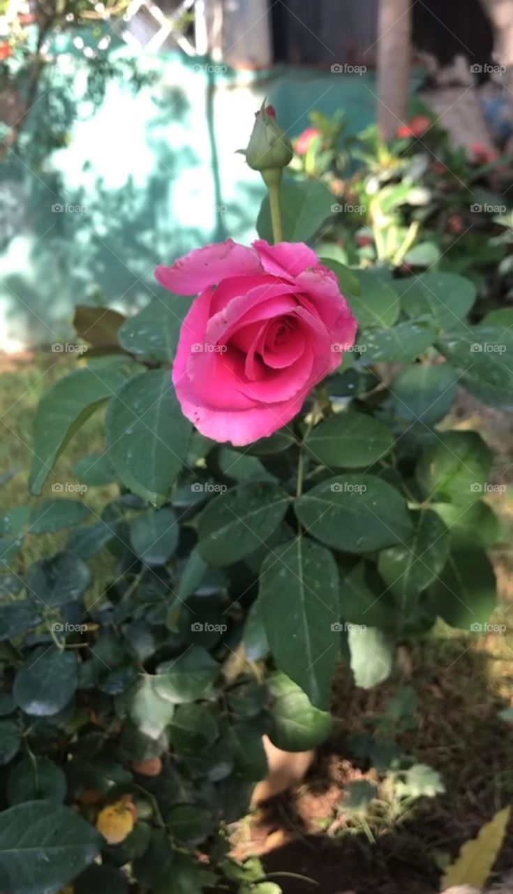 rose