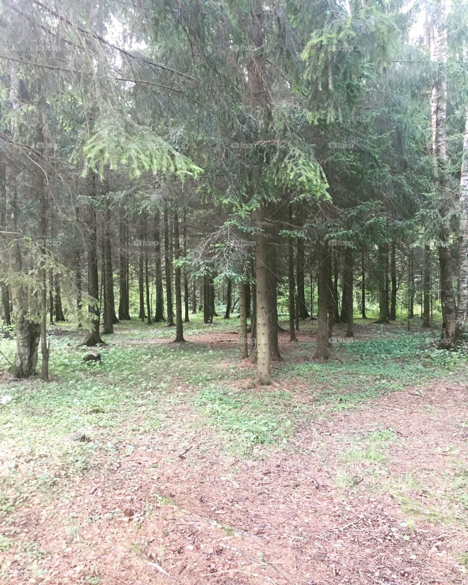 Paths in spring forest