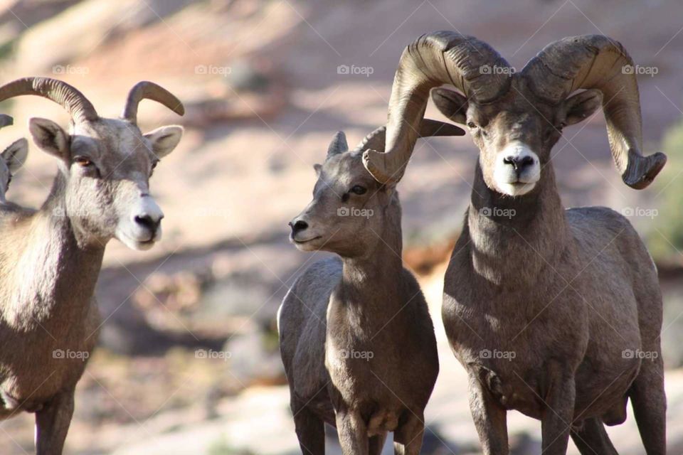 Big Horn Sheep