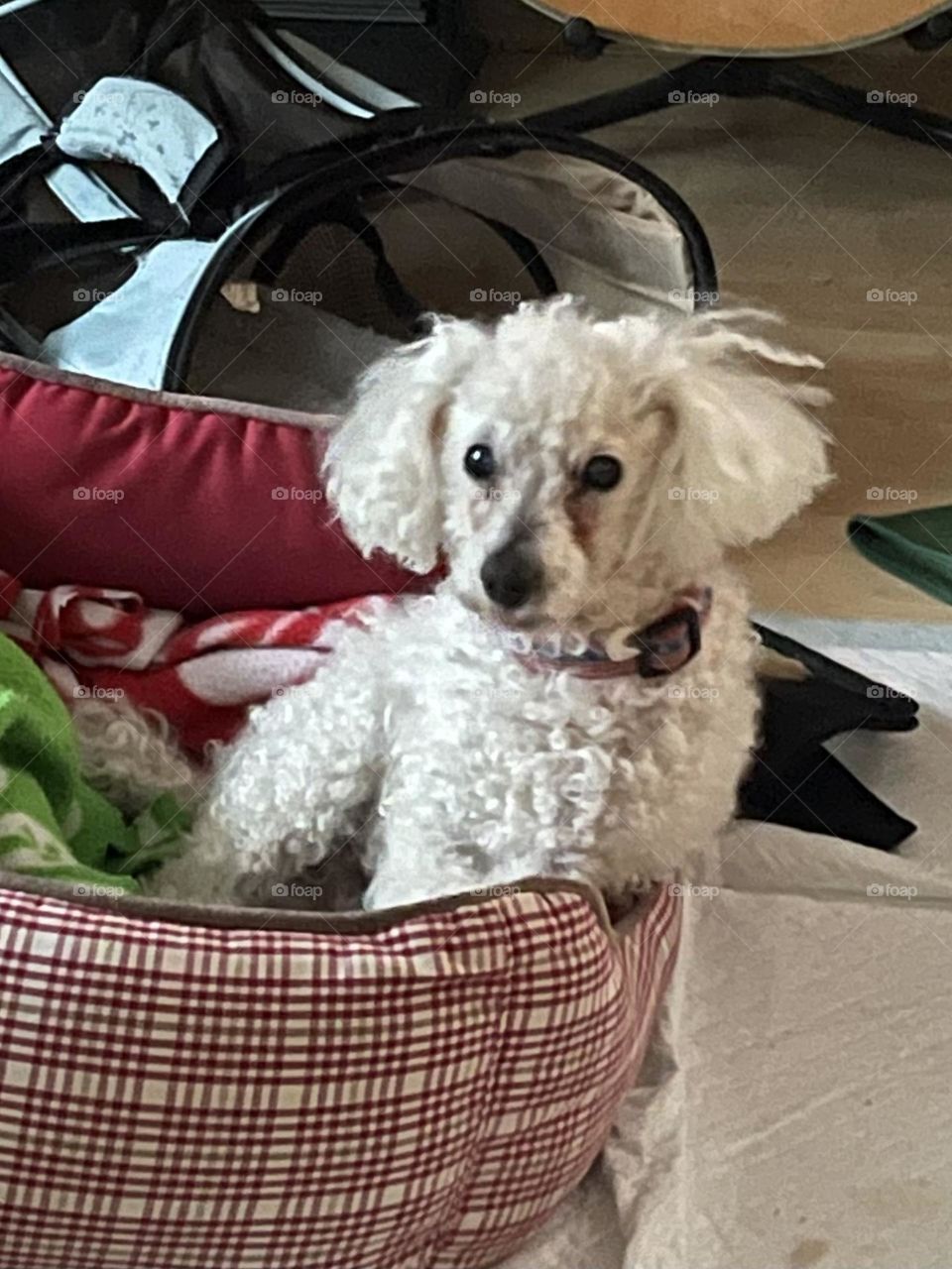 Toy Poodle with an attitude 