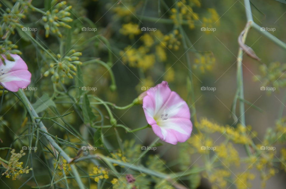 flowers