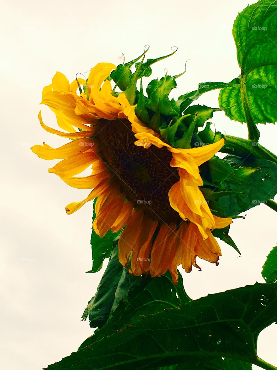 Autumn love of sunflowers 