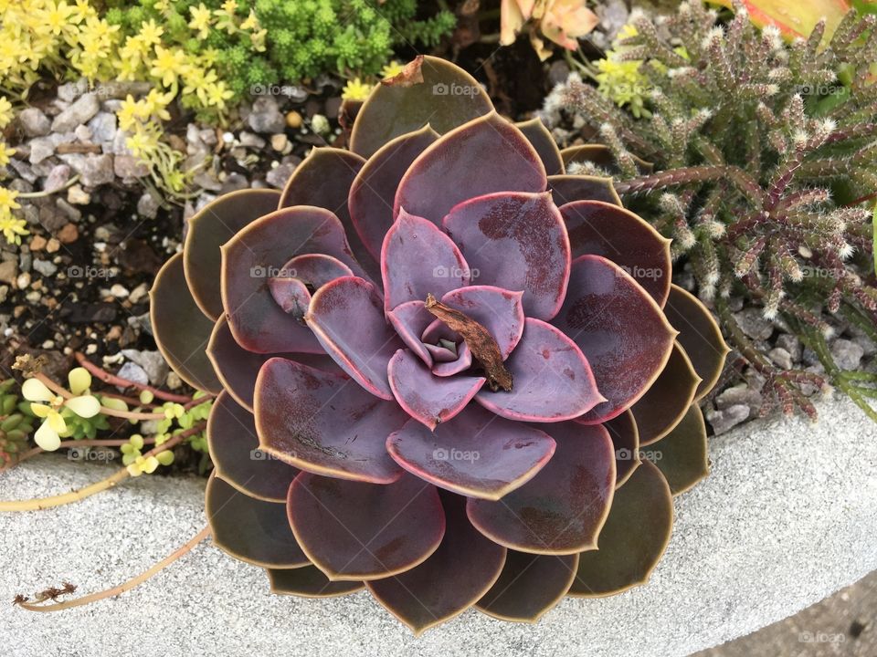 Purple succulent 