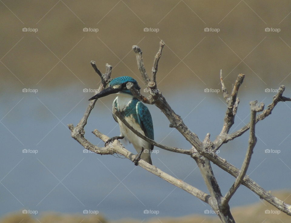 Awaiting to the fishes look for slowly movement of swamp. One methode of small blue kingfisher to reach its feed into the water. The bird's perching on rest at the branches of dryng tree. Fly away, glading, and black again for the site.