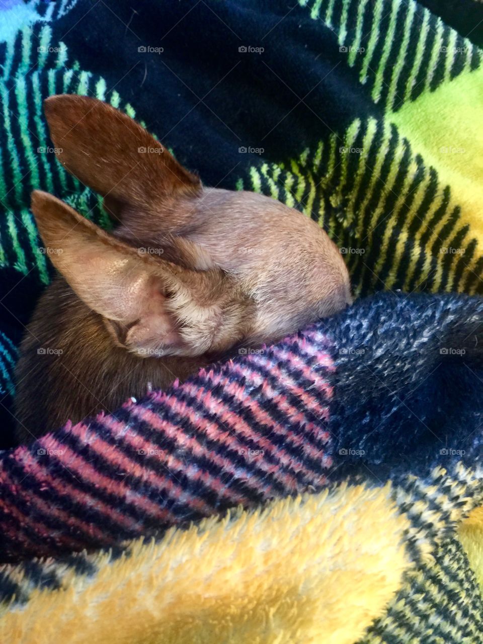 Chihuahua dog ears