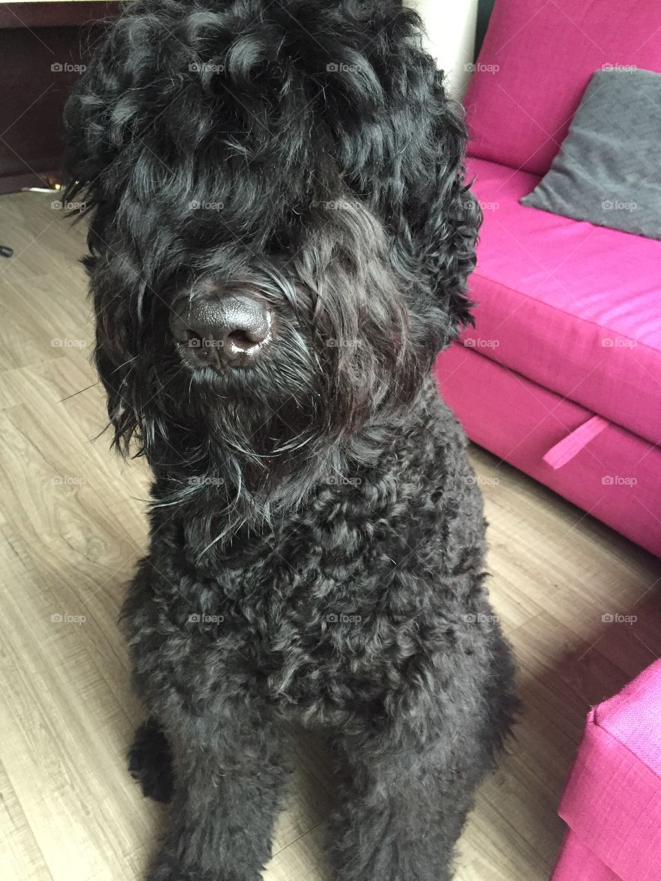 Dog, Domestic, Animal, Sit, Cute