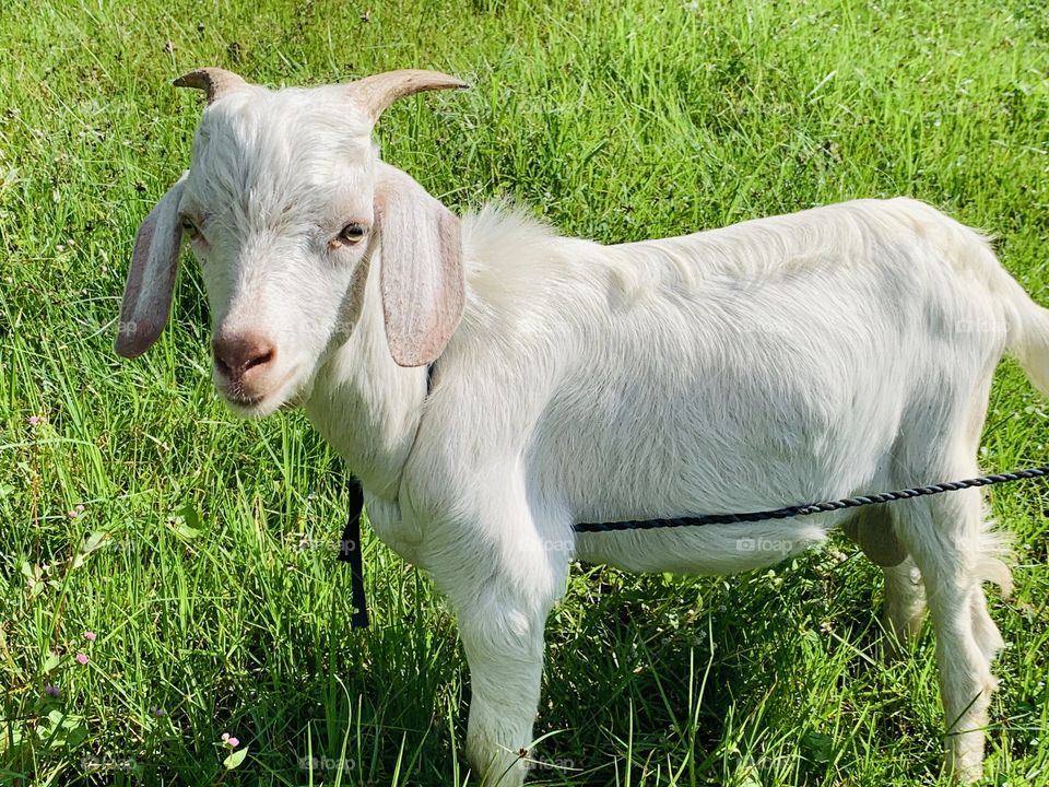 Happy Goat 