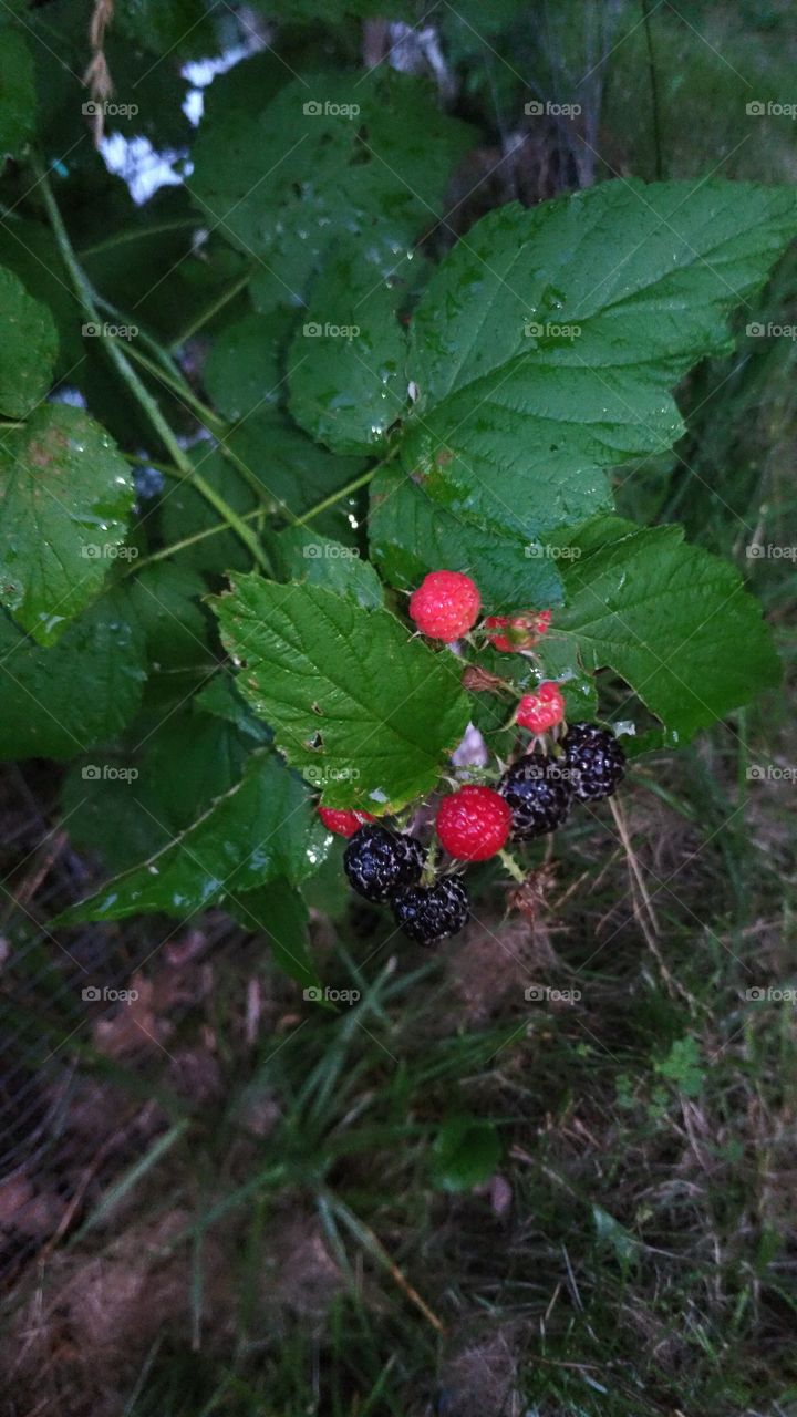 Raspberries so delicious!
