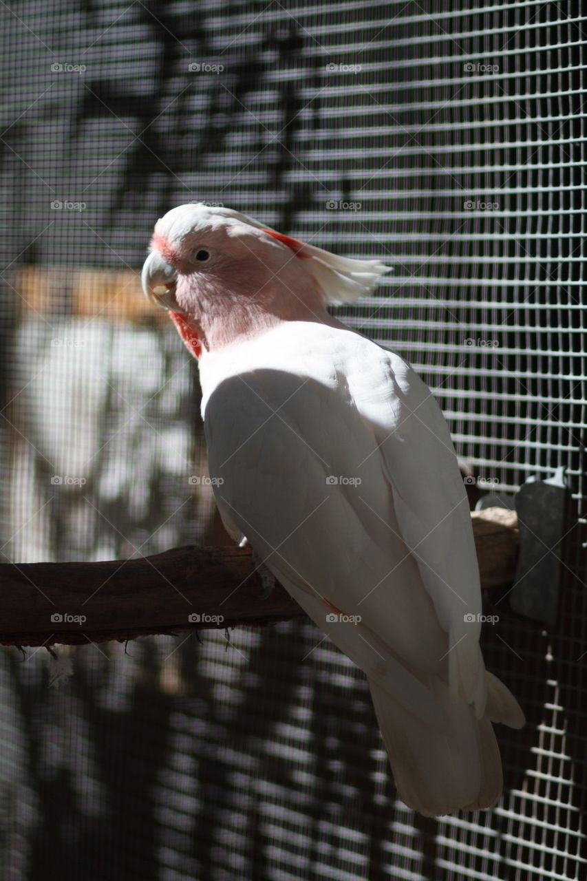 Cockatoo