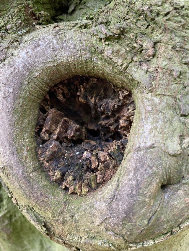 Baum mit Vernarbung an Stelle des abgebrochenen Astes. Kreisrund und alt