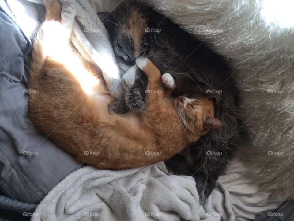 Sleep, Portrait, Mammal, People, Dog