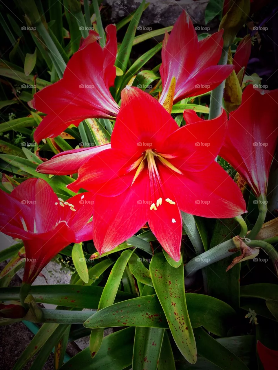 Red flower 