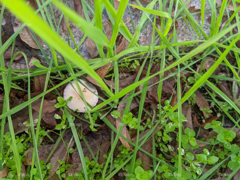 shy mushroom