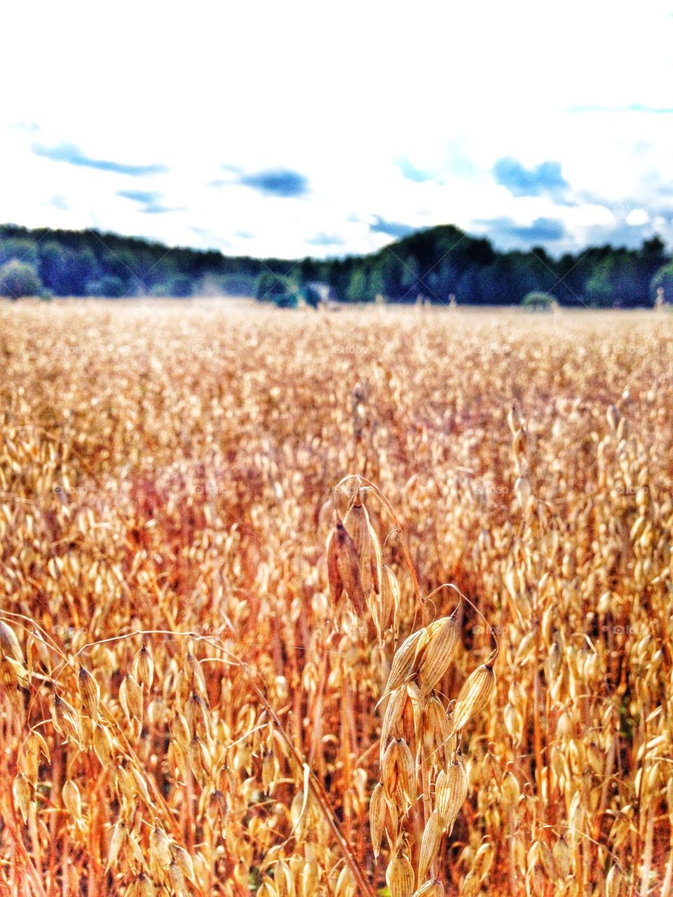 oats field harvest