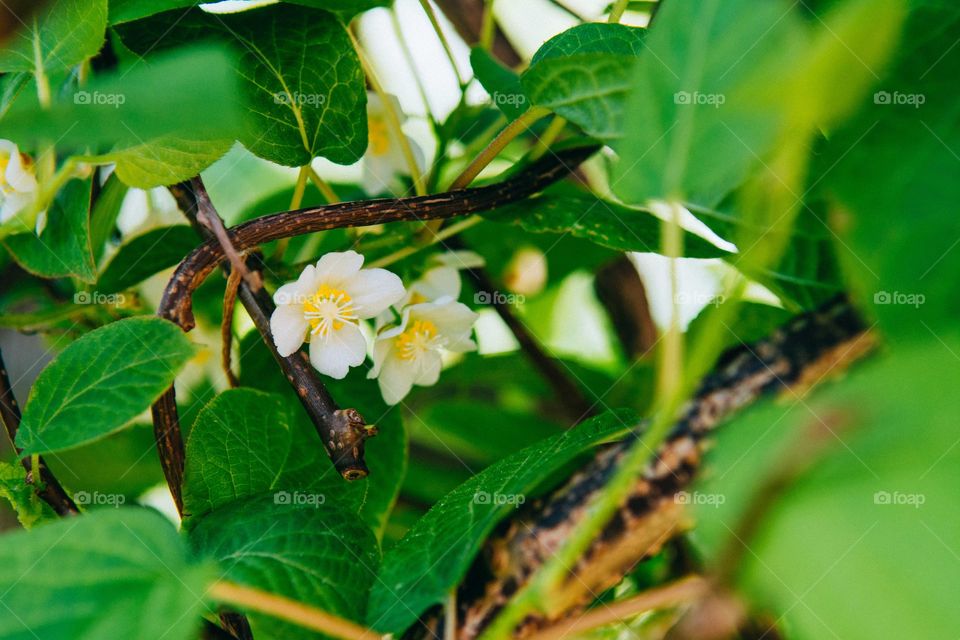 closeup photo of actinidia