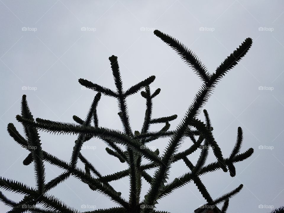 Minimalism nature details close up of "Monkey puzzle" tree branches or araucaria evergreen coniferous, close up on a grey dull sky background