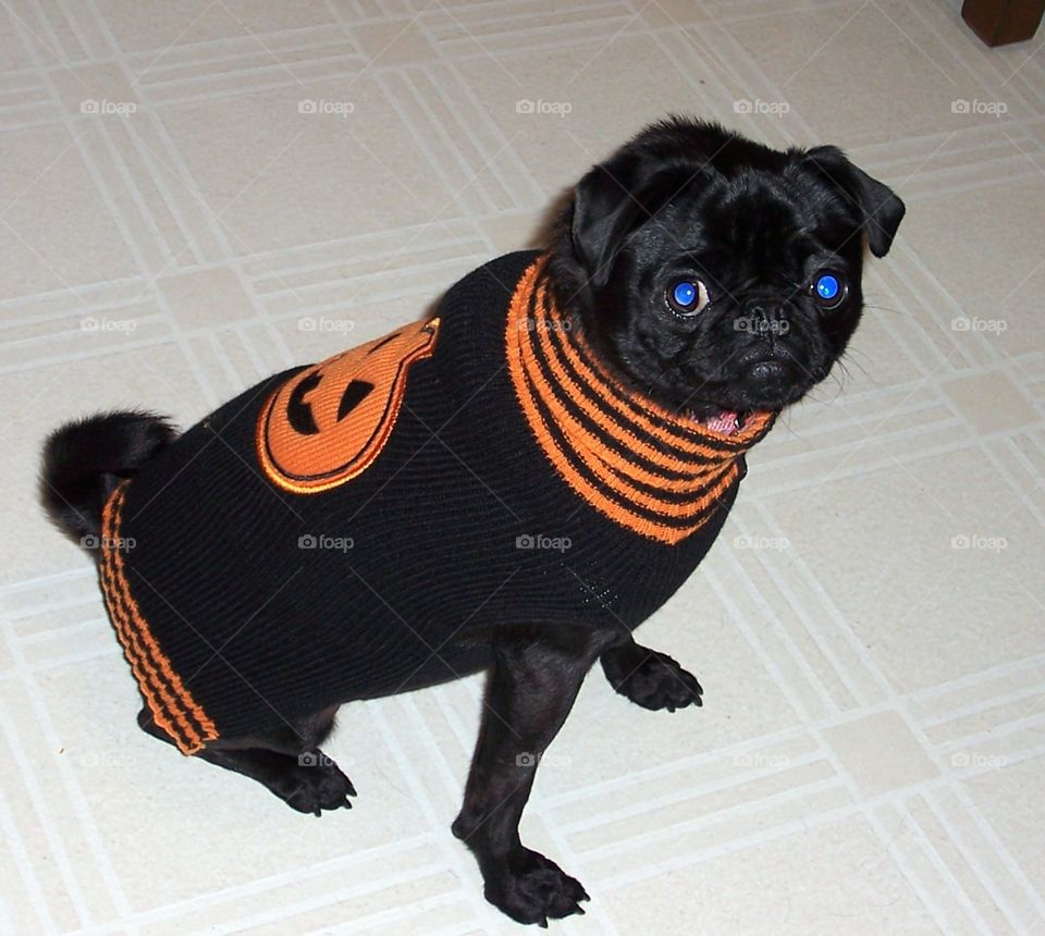 Black pug Halloween 