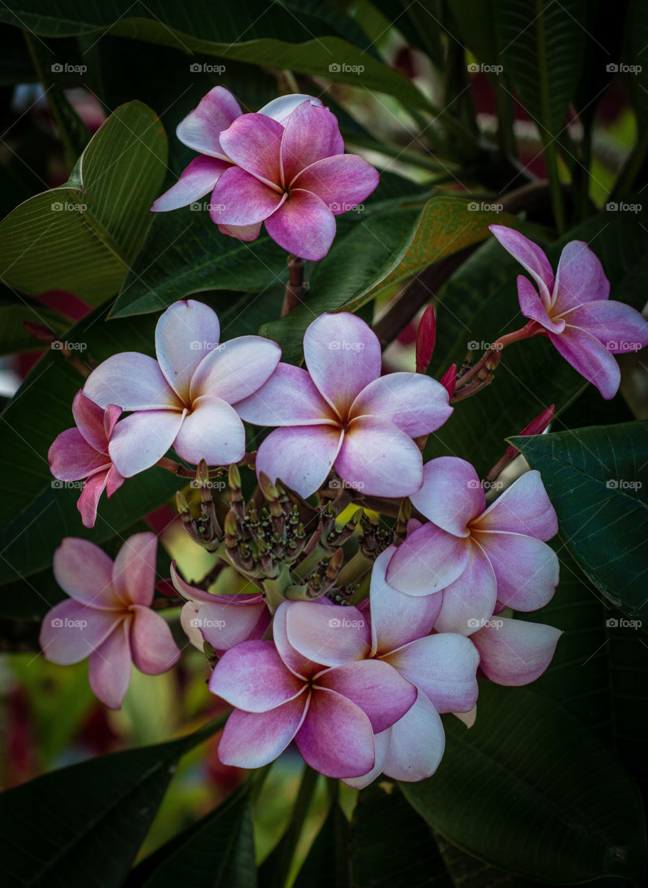 Plumeria, Barrigada, Guam
