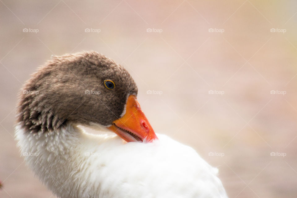 Bird, Wildlife, Nature, No Person, Duck