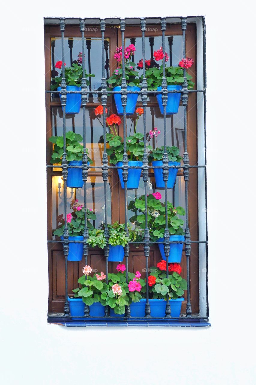 Flowering plants in window