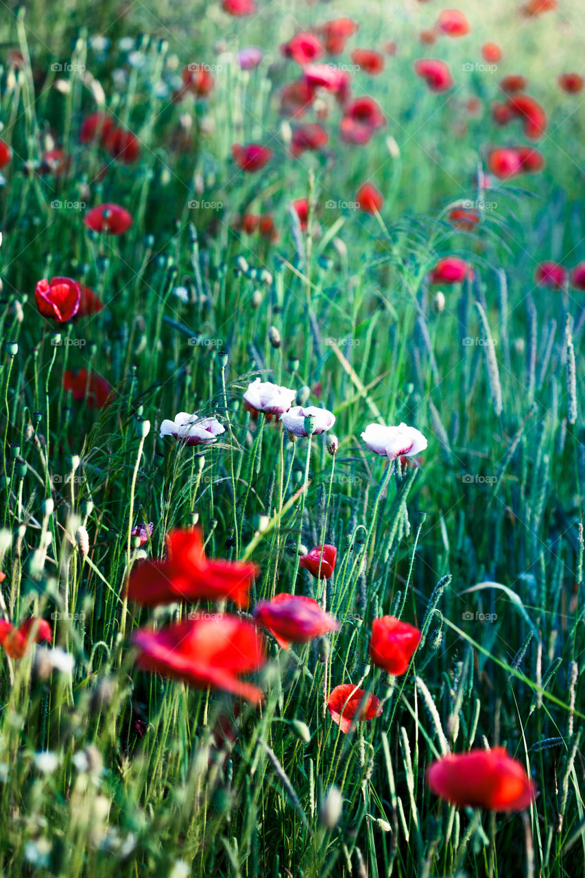 Poppies flowers and other plants in the field. Flowery meadow flooded by sunlight in the summer