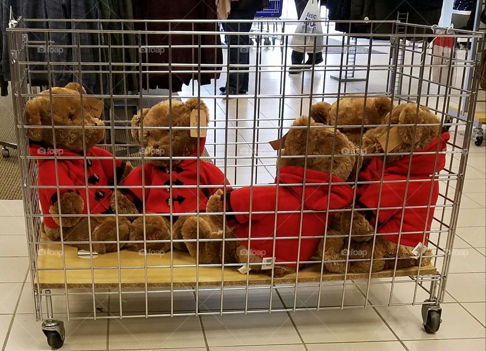 teddy bears waiting for a new home